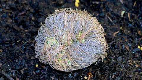 A dried up, furled up Selaginella lepidophylla plant (Credit: Alamy)