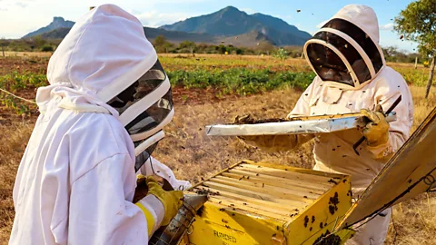 Two people in white suits and bee protecting hoods attend to a yellow wooden beehive with bees buzzing around them and crops seen in the background (Credit: Meha Kumar/ Save the Elephants)