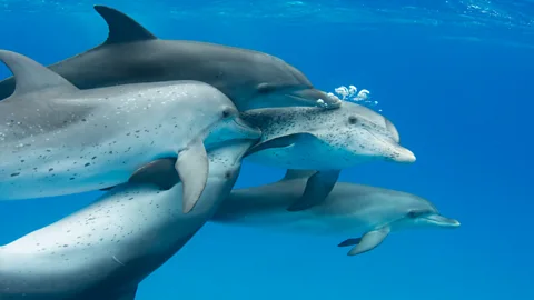 Tech Life, Tech Life, Talking dolphin