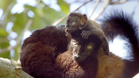 Lemurs
