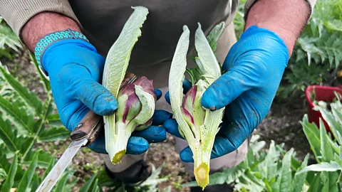 Close up of man wearing blue plastic gloves holding two freshly cut carciofo violetto di Sant'Erasmo (Credit: Catherine Bennett)