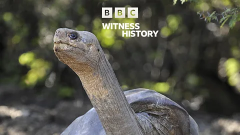 Witness History, Witness History, Lonesome George: The celebrity tortoise