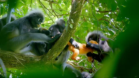 Leaf monkey