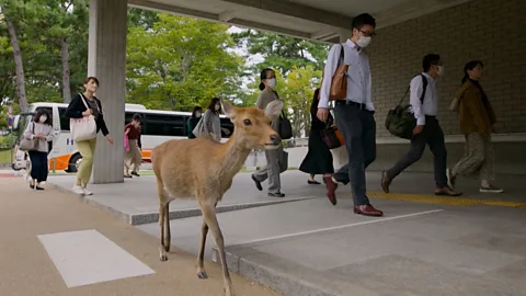 Deer3