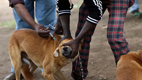 Science In Action, Science In Action, Vaccinating rabies’ reservoir dogs
