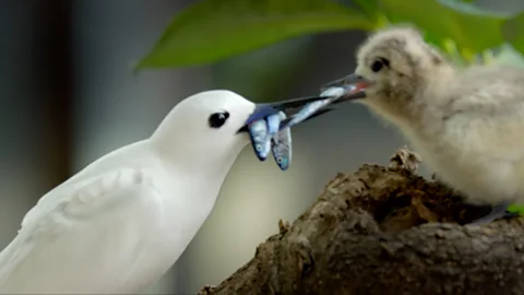 A revered bird makes an improbable comback on Hawaii