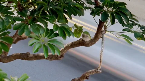 Bird in tree