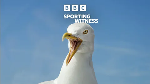 Sporting Witness, Sporting Witness, Goalie v Gull
