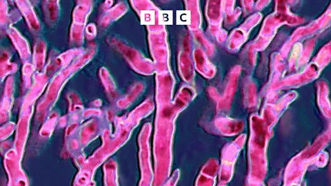 The Inquiry, The Inquiry, Can we stop killer fungi?