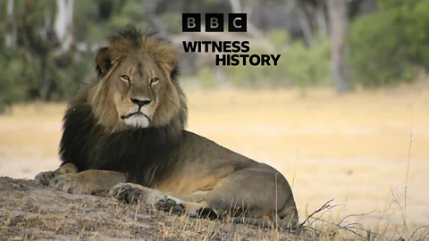 Witness History, Witness History, Cecil the Lion
