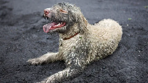 A muddy dog lying down and looking pleased with themselves (Credit: Getty Images)