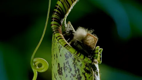 Bat in plant