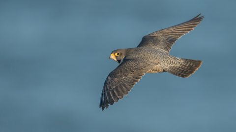 Bbc Two Springwatch 2025