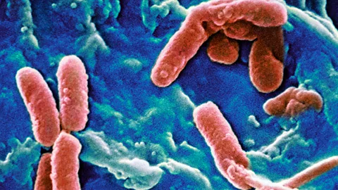 Pseudomonas bacteria (Credit: Getty Images)