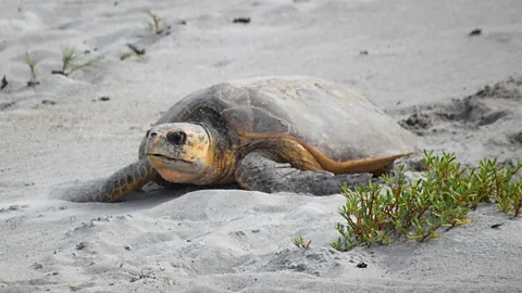 A sea turtle on the sand (Credit: Cindy Lang)