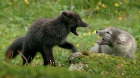 Hungry cub makes bold move to beat the pack