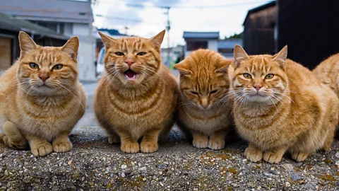 Four ginger cats sat in a row, one is meowing (Credit: Getty Images)