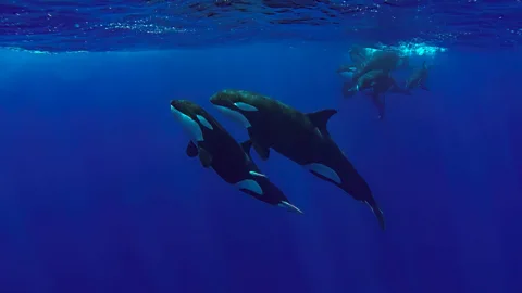 Discovery, Discovery, Tooth and Claw: Killer Whales