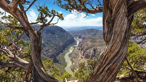 A view of the green River between trees, cutting through Dinosaur National Monument, Colorado (Credit: Alamy)