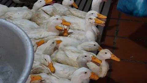 Science In Action, Science In Action, Bird flu surges in Cambodia