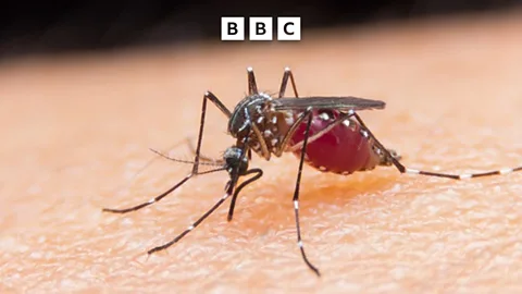 Global News Podcast, First malaria treatment for babies approved