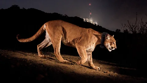 The puma P-22, fitted with a radio collar, wanders in front of the Hollywood Sign in Los Angeles, USA (Credit: Steve Winter)
