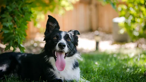 A black and white collie dog lies on the grass looking at camera, panting with his tongue out and one ear raised. A blurred-out background shows sunlight hitting trees and gravel (Credit: Getty Images)