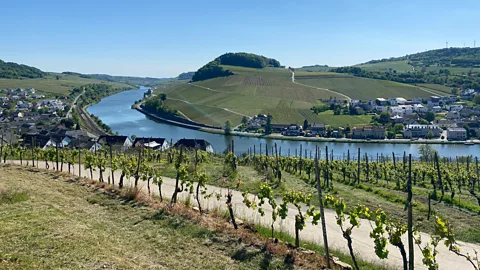 Grape vines lining a road near the Moselle River (Credit: Emma Truscott)