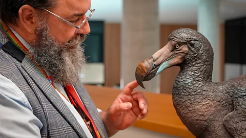 A collage shows a dodo head from Karen Fawcett's model in the foreground and a depiction of the dodo by Julian Hume in its native Mauritius in the background (Credit: BBC/ Karen Fawcett/ Julian Pender Hume)