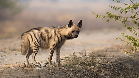 The Documentary Podcast, Tajikistan’s last, lonely hyenas