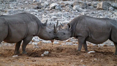 How tech is helping the world’s most endangered species