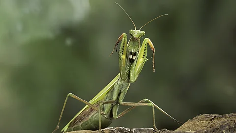 Discovery, Discovery, Tooth and Claw: Praying Mantises