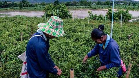 Business Daily, Business Daily, Thailand and Malaysia: Powered by migrants