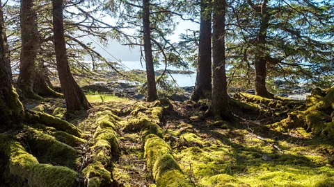 The mossy outlines of an Haida longhouse in Tu2019aanuu Llnagaay with the ocean in the background (Credit: Diane Selkirk)