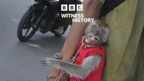 Witness History, Witness History, Jakarta’s ban on dancing monkeys