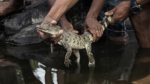 A Philippine crocodile under the surface of murky water (Credit: Giacomo d' Orlando)