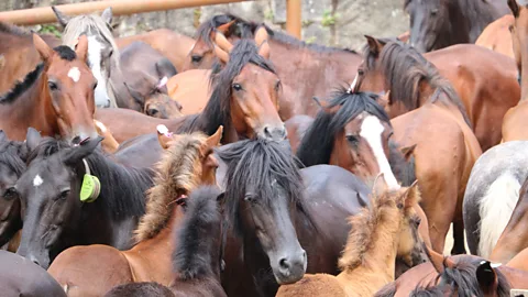 The Documentary Podcast, Galicia’s wild horses in peril