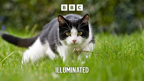 Illuminated, Illuminated, The Cat Killer Detectives