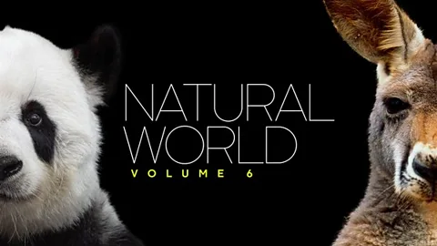 Natural World: Volume VI