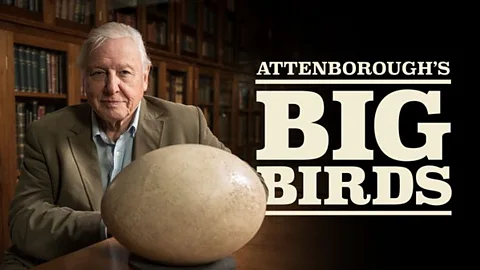 Attenborough's Big Birds