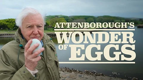 Attenborough's Wonder of Eggs