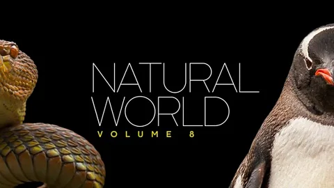 Natural World: Volume VIII