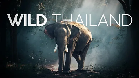 Wild Thailand