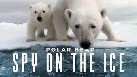 Polar Bear: Spy on the Ice