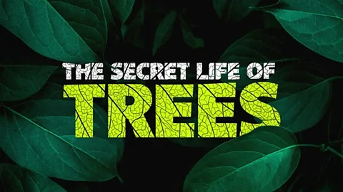 The Secret Life of Trees