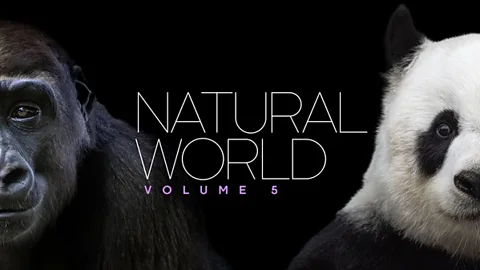 Natural World: Volume V