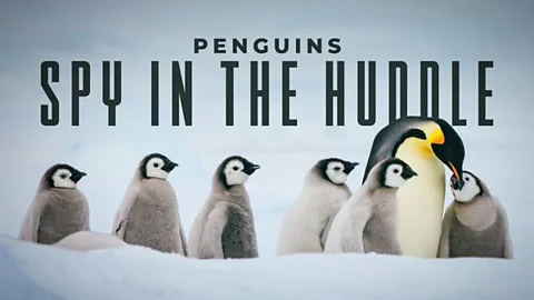 Penguins: Spy in the Huddle
