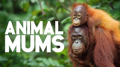 Animal Mums