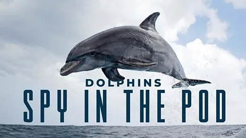 Dolphins: Spy in the Pod