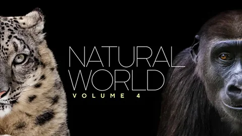 Natural World: Volume IV